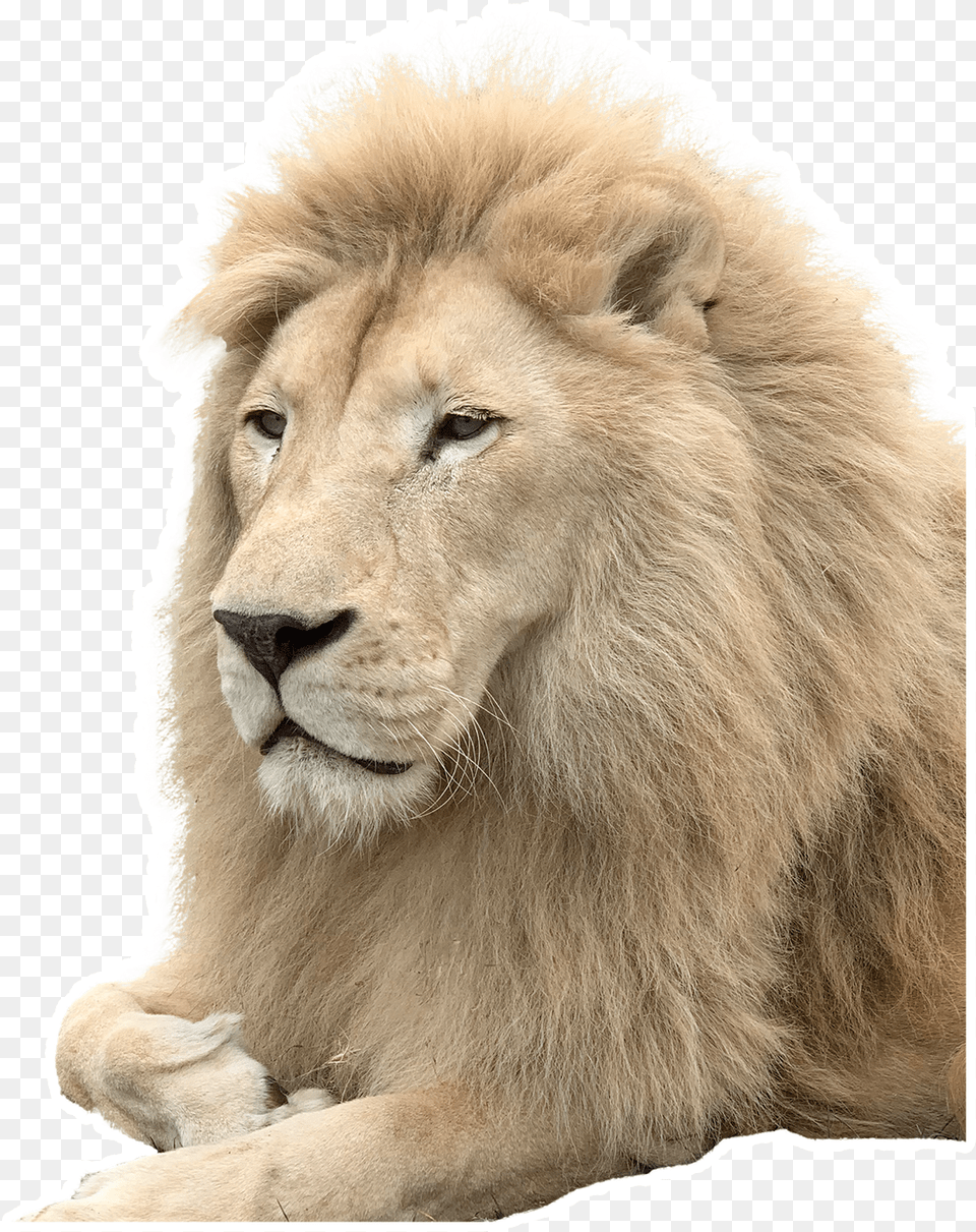 Masai Lion, Animal, Mammal, Wildlife Png Image