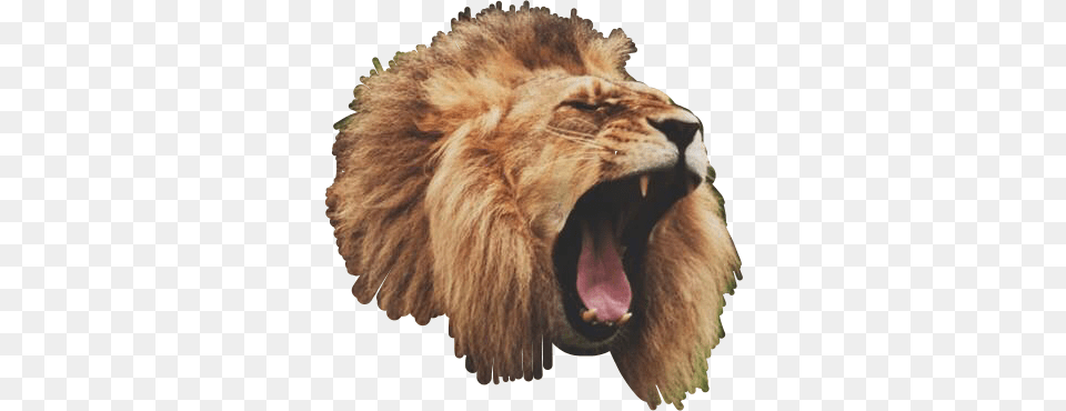 Masai Lion, Animal, Mammal, Wildlife, Canine Free Png