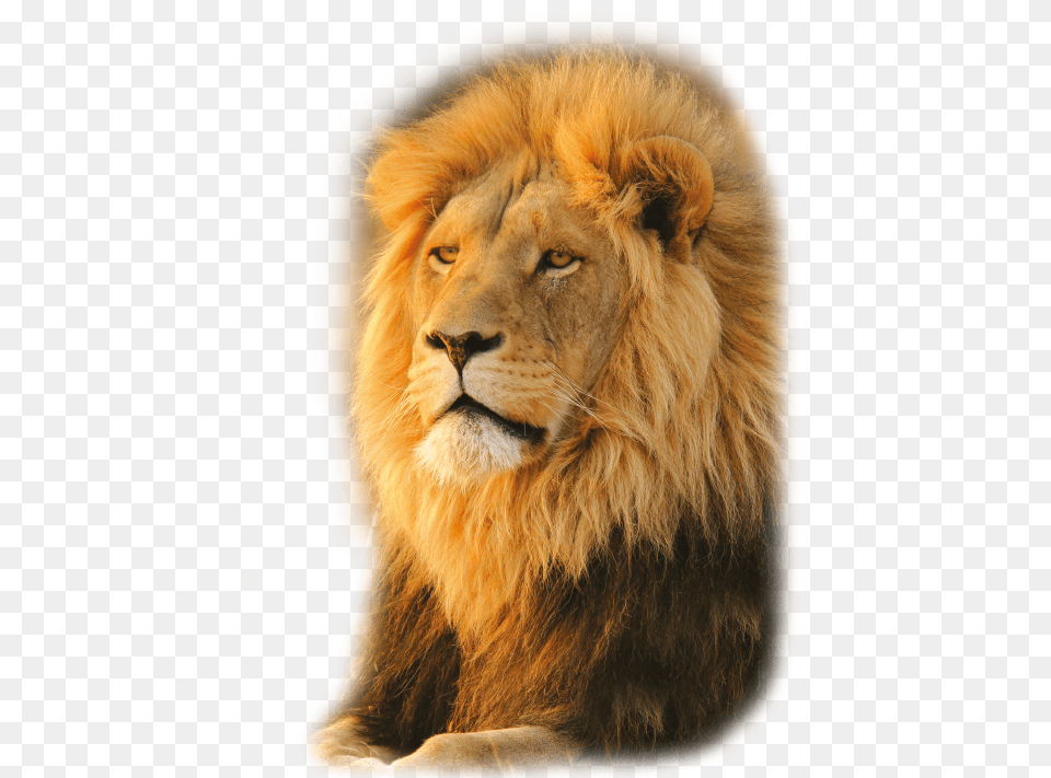 Masai Lion, Animal, Mammal, Wildlife Png