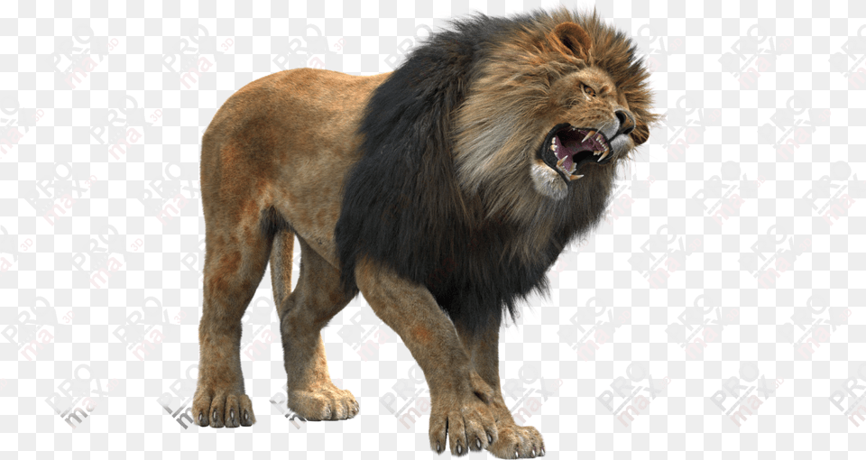 Masai Lion 3d Images Lion, Animal, Mammal, Wildlife Free Png Download