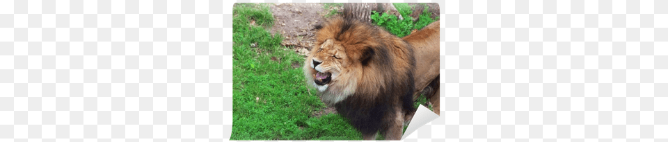 Masai Lion, Animal, Mammal, Wildlife Png