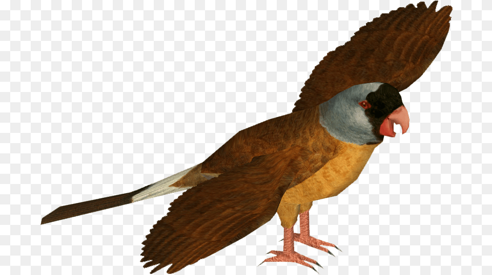 Mascarene Parrot Zoo Tycoon 2 Fiji Island, Animal, Bird, Finch, Beak Png