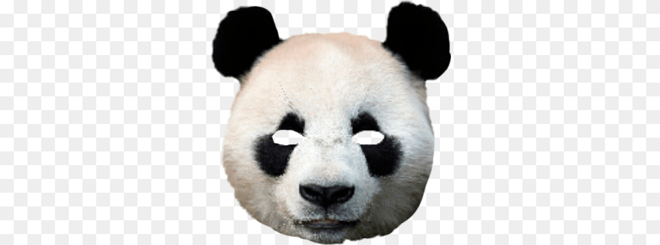 Mask Costume Scary Creepy Freetoedit Panda Animal Panda Face Pillow Case, Bear, Giant Panda, Mammal, Wildlife Png Image
