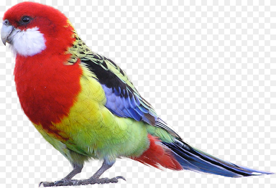 Masked Bird Downloads Parrot Transparent, Animal, Parakeet Free Png Download