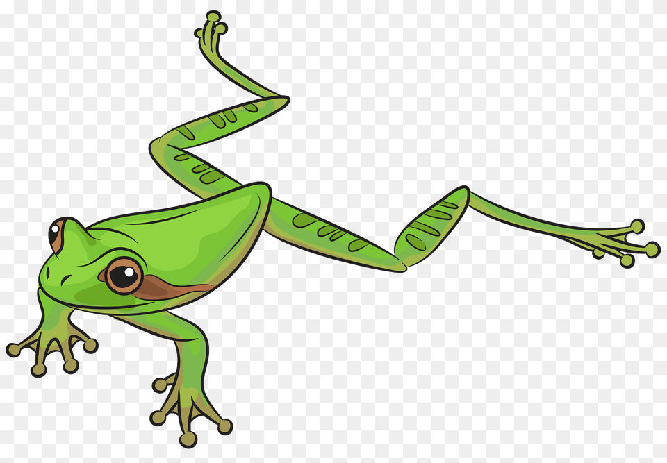 Masked Tree Frog Clipart, Amphibian, Animal, Wildlife, Tree Frog Free Png Download