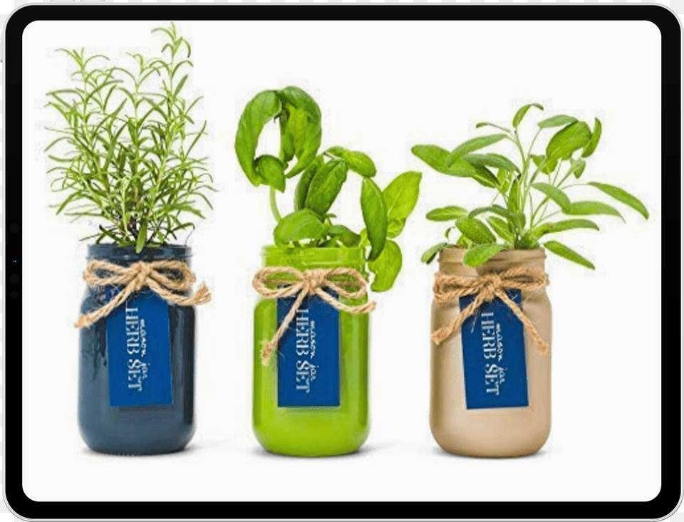 Mason Jar Herb, Herbal, Herbs, Plant, Potted Plant Free Transparent Png