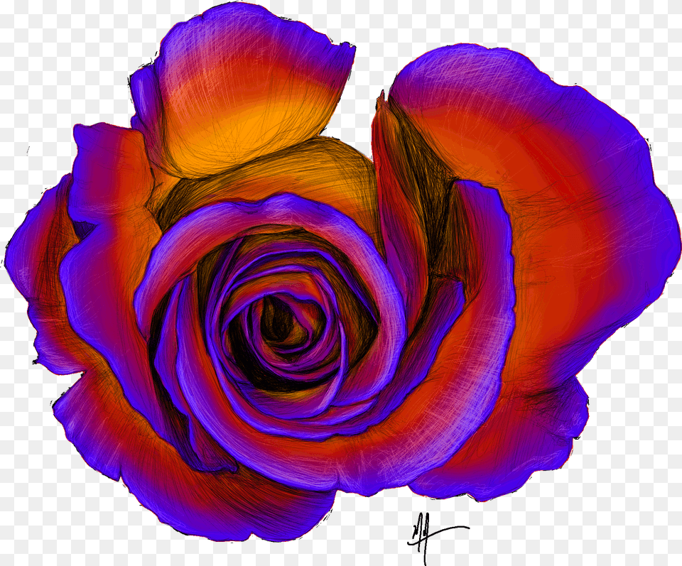 Masonillustration Rose Overhead Sketch Hybrid Tea Rose, Flower, Plant, Pattern, Petal Png Image