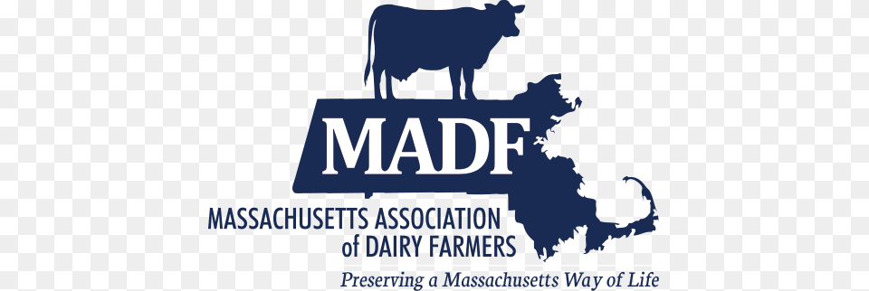 Massachusetts Association Of Dairy Farmers Massachusetts, Animal, Bull, Mammal, Angus Free Png Download