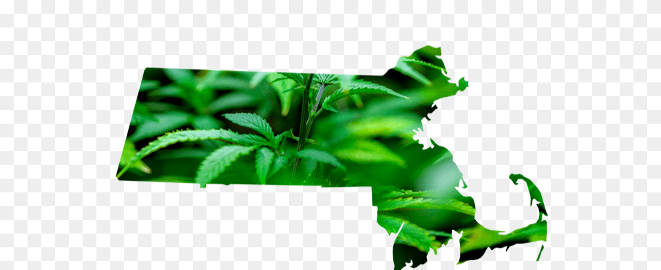Massachusetts Could Become Marijuana Research Hub, Green, Herbal, Herbs, Leaf Free Png