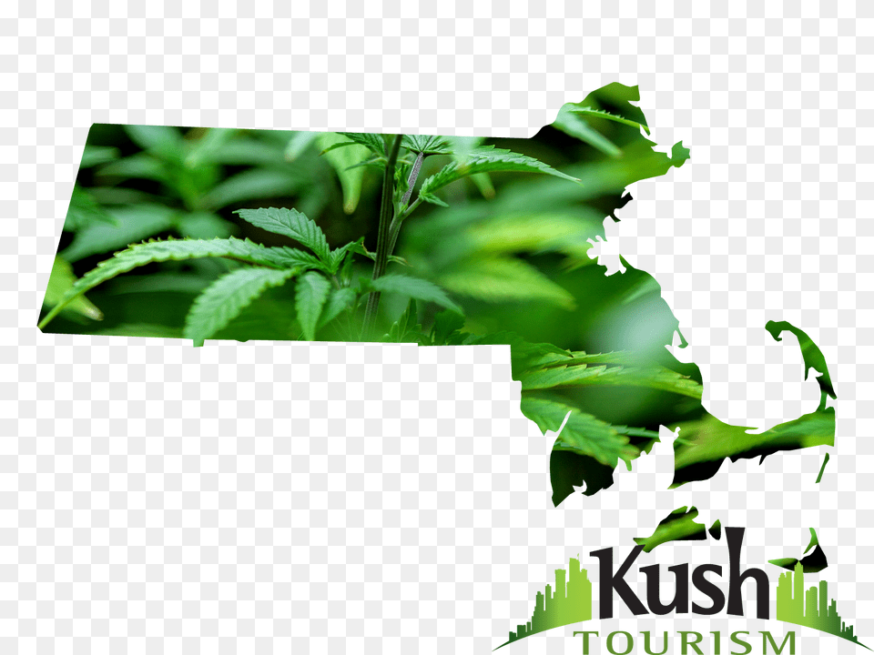 Massachusetts Marijuana Dispensary Map Directory Kush Tourism, Green, Herbal, Herbs, Leaf Png Image