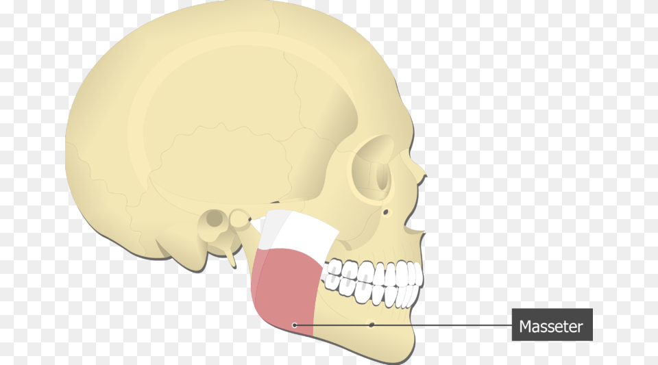 Masseter Muscle Attached To The Skull Alone Temporalis Muscle Origin And Insertion, Body Part, Head, Mouth, Person Png Image