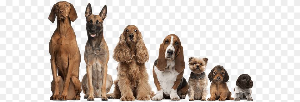 Master Ces E Gatos Dogs Of All Ages, Animal, Canine, Dog, Hound Png