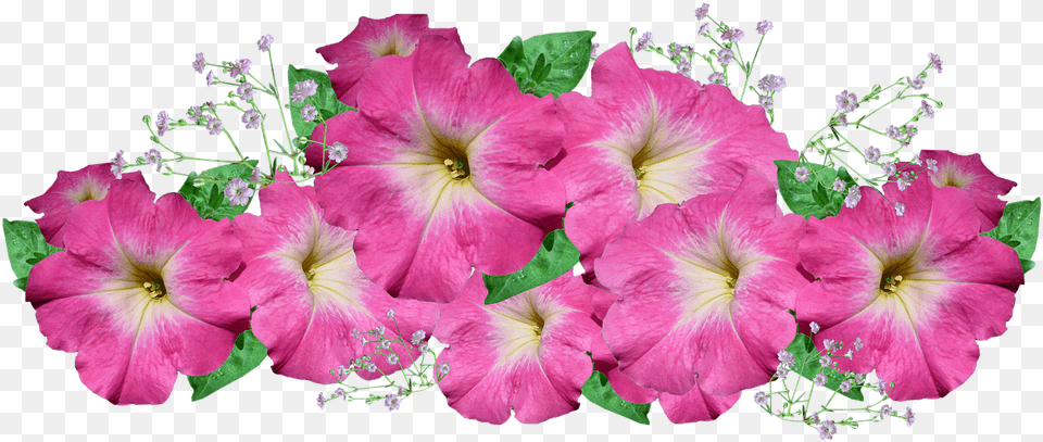 Master Gardener Volunteer Plant Sale, Flower, Geranium, Petal, Hibiscus Free Transparent Png