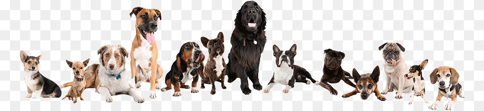 Masthead Of Dogs Boston Terrier Training Guide Boston Terrier Training, Animal, Canine, Dog, Hound Free Png Download