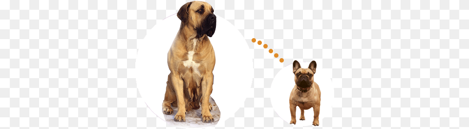 Mastiff Compared To Bulldog Mastiff At The Vets, Animal, Canine, Dog, Mammal Png Image