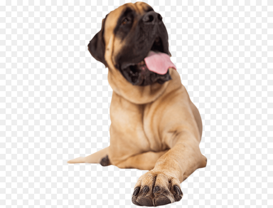 Mastiff Nails, Animal, Canine, Dog, Mammal Png
