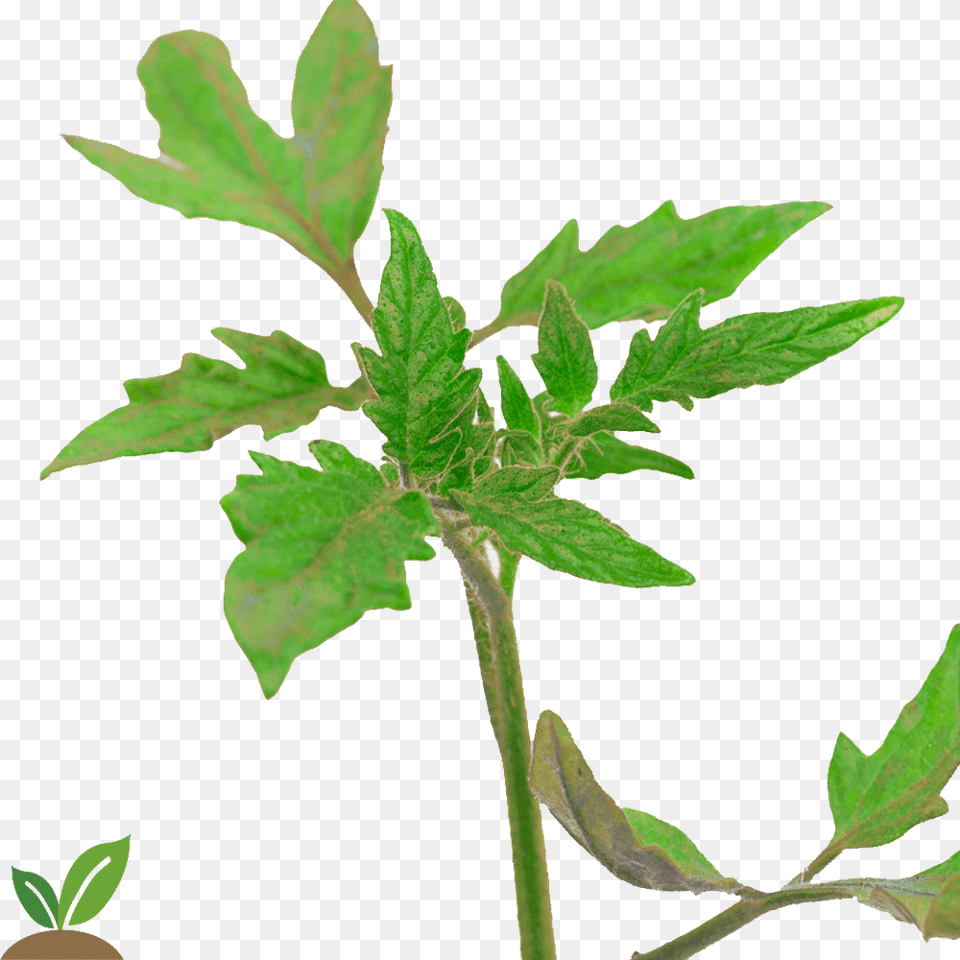 Mata De Coco Punta De La Planta De Tomate, Grass, Herbal, Herbs, Leaf Free Png Download