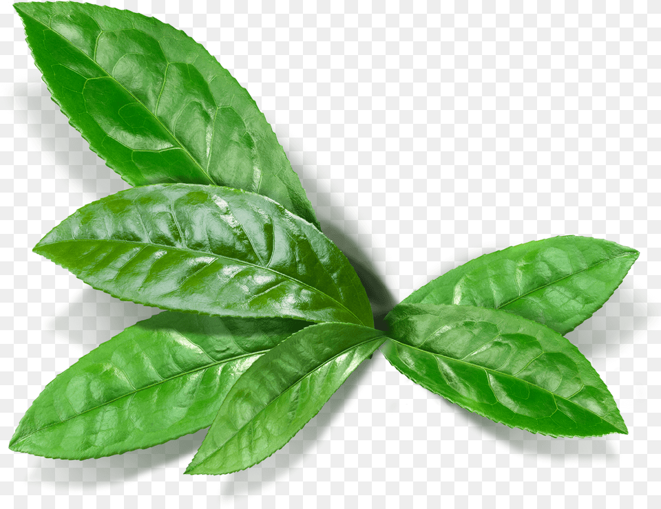 Matcha Leaf Matcha Leaf, Plant, Beverage, Tea, Herbal Free Png