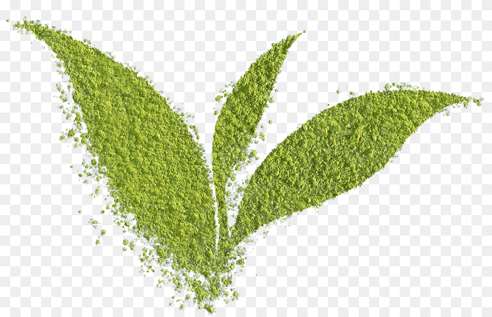 Matcha Powder Leaf Grass, Plant, Herbs, Moss Png