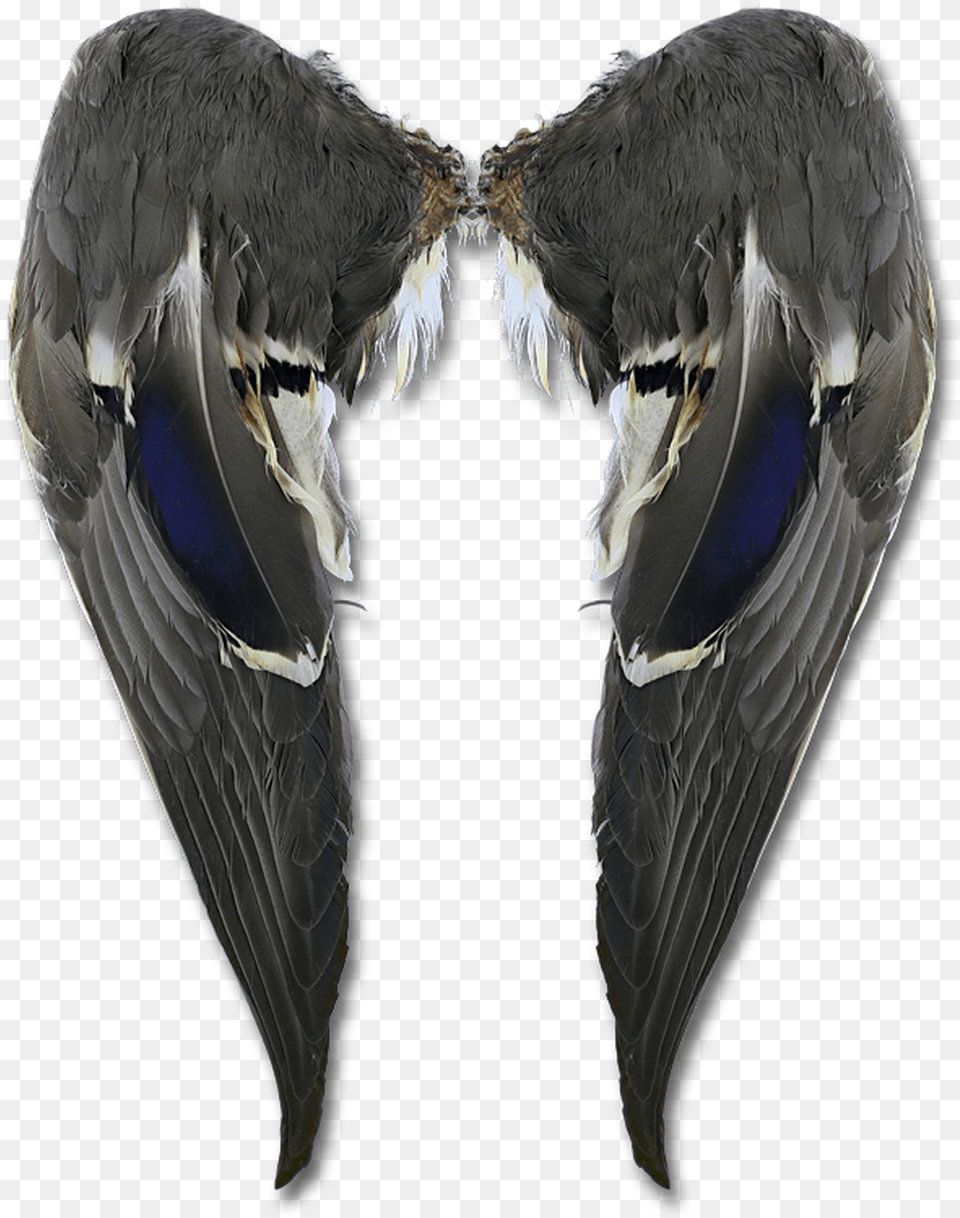 Matched Mallard Wings Butterfly, Animal, Beak, Bird Png Image