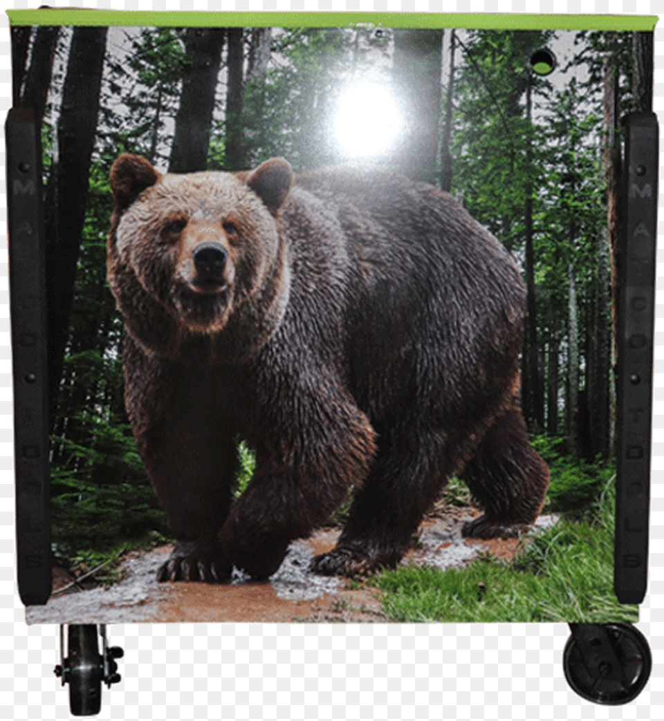 Matco Tool Box Wrap For Tools Picture Frame, Animal, Bear, Mammal, Wildlife Png