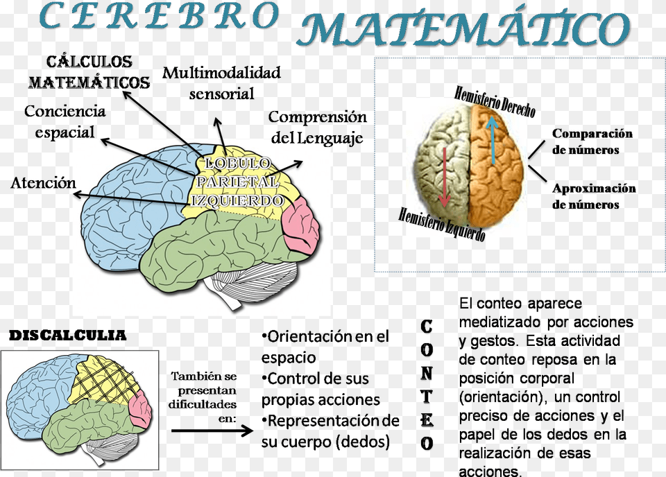 Matemticas En El Cerebro Cerebro Y Las Matematicas, Baby, Person Free Transparent Png