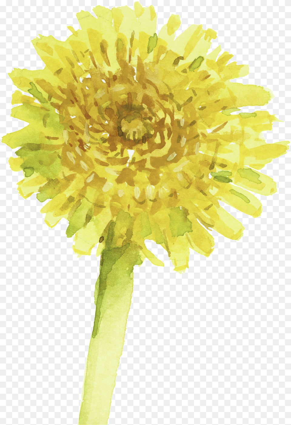 Material For Oil And Flower Oil Painting, Plant, Dandelion Free Png