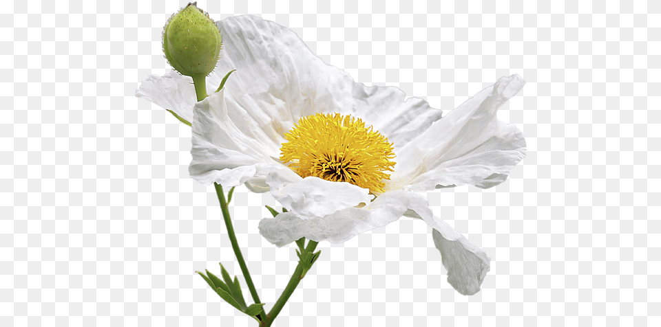 Matilija Poppy, Flower, Plant, Pollen, Person Png Image