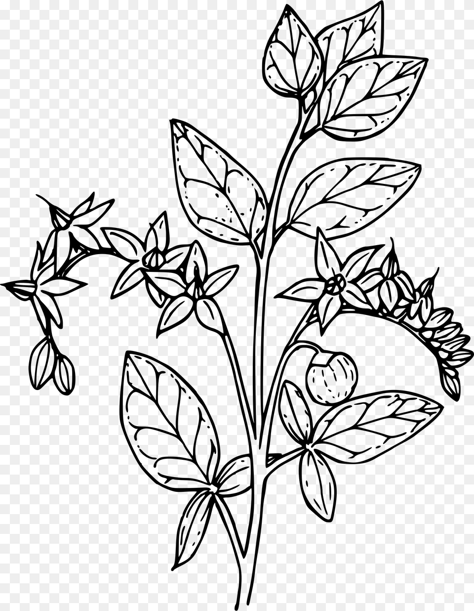 Matrimony Vine Clip Arts Coloring Pages, Gray Png Image
