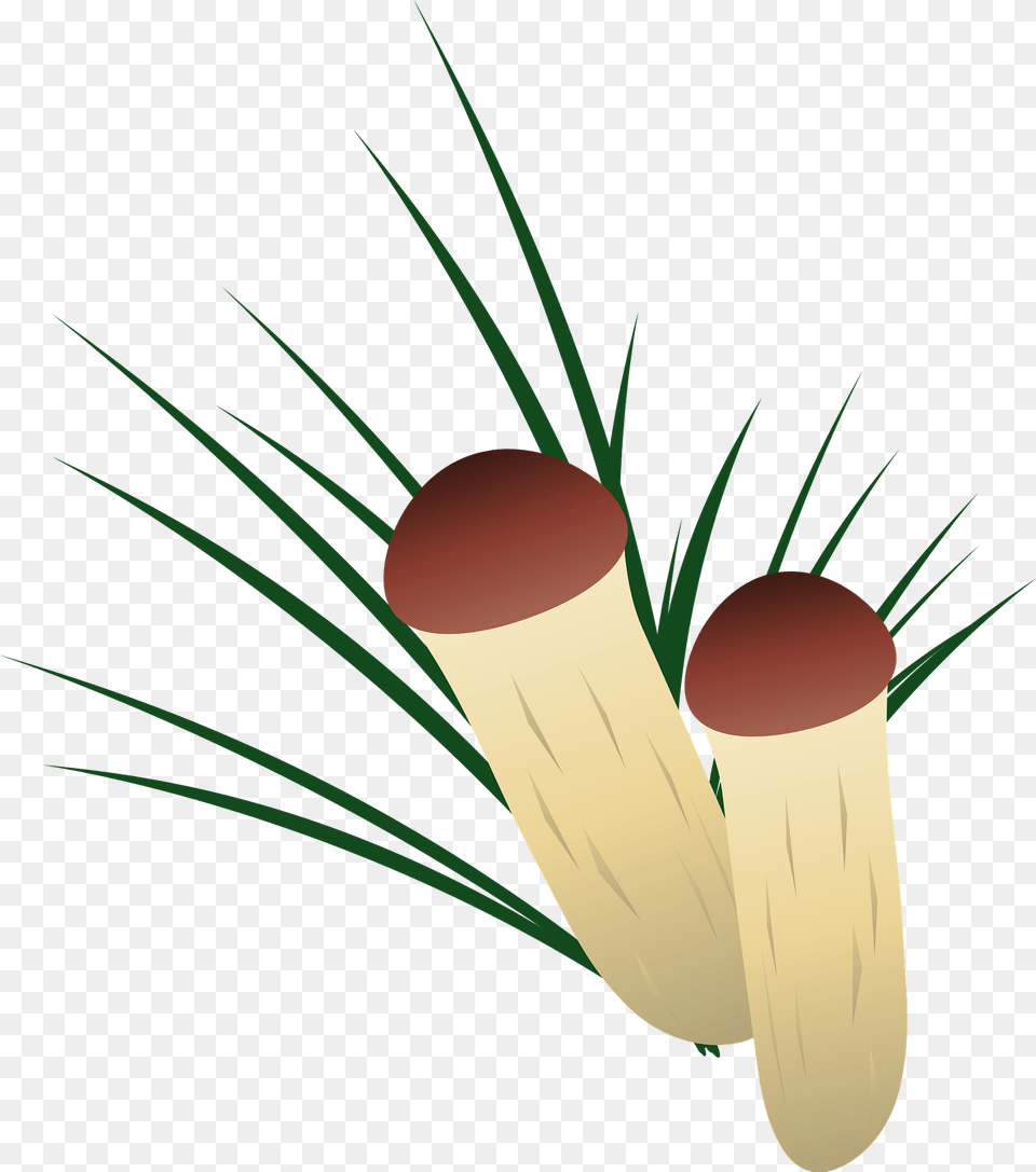 Matsutake Mushroom Clipart, Plant, Fungus, Agaric Png