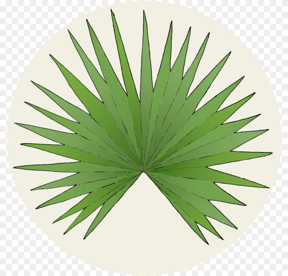 Matt Hardy 2017 Circlelogo Circle Vippng Circle, Leaf, Plant, Palm Tree, Tree Free Png
