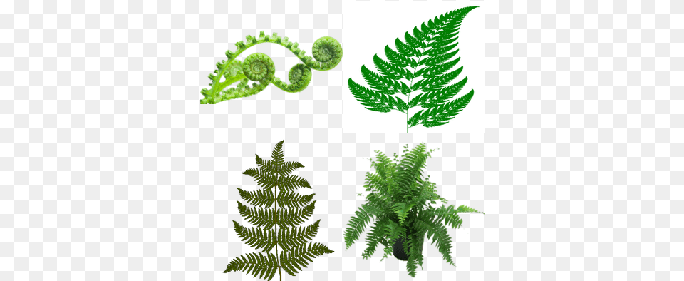 Matter Over Mind Cosmos Chaos And Curiosity, Fern, Plant Png Image