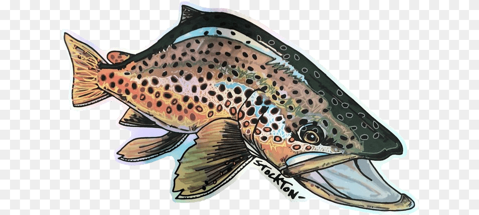 Matthew Stockton Brown Trout Holographic Sticker Brown Trout, Animal, Fish, Sea Life, Shark Free Transparent Png