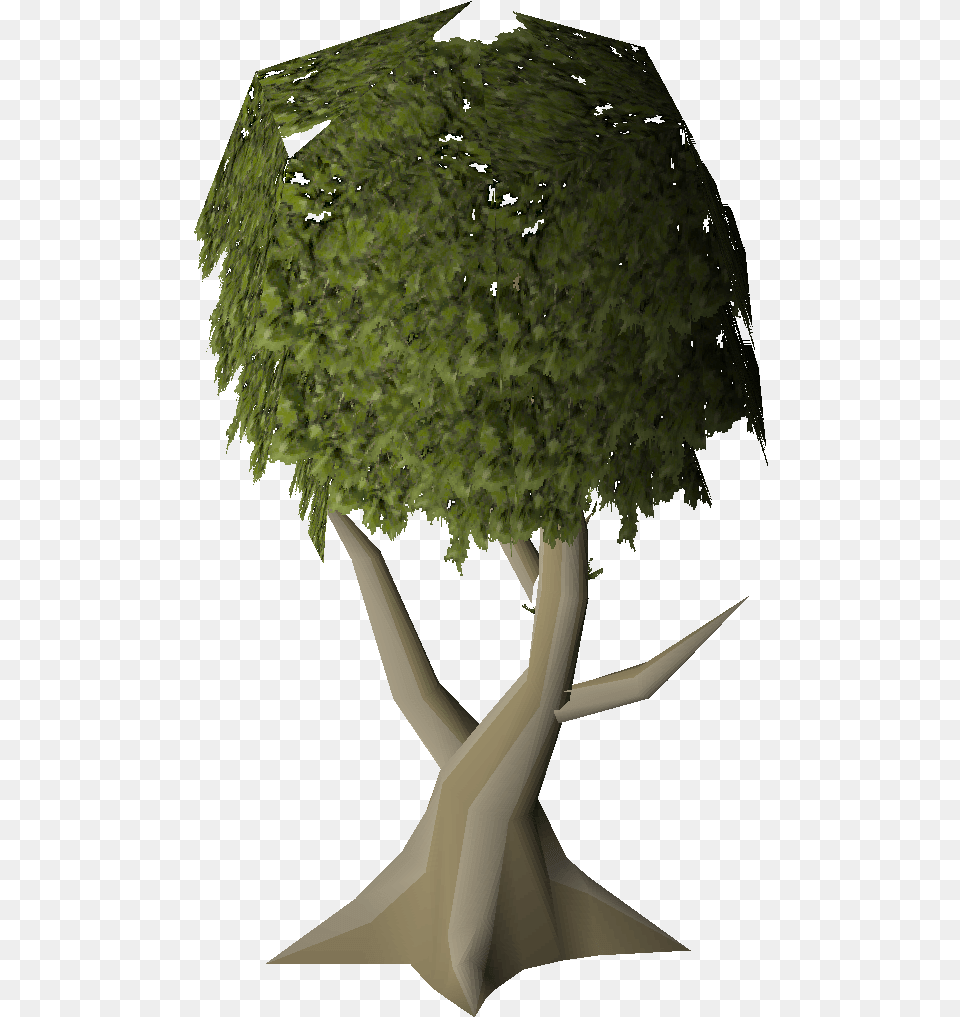 Mature Juniper Tree Runescape, Plant, Potted Plant, Vegetation, Art Free Png