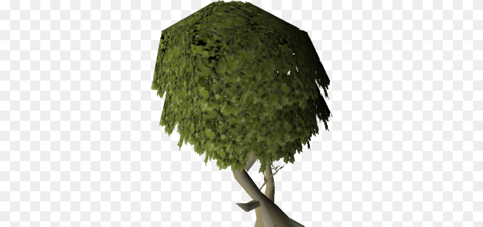 Mature Juniper Tree Runescape, Plant, Vegetation, Oak, Sycamore Free Png Download