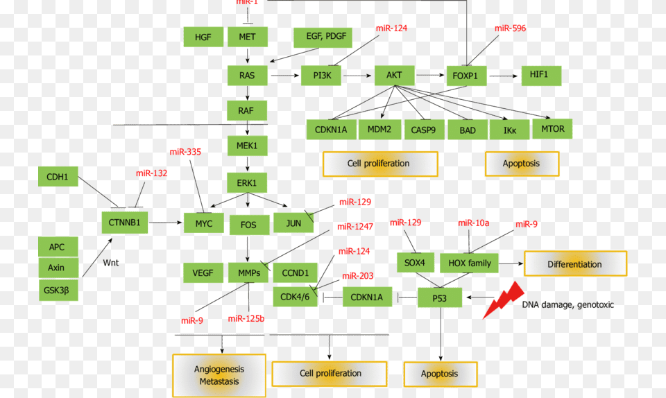 Mature Micrornas Silenced By Aberrant Dna Methylation Diagram, Uml Diagram Free Png