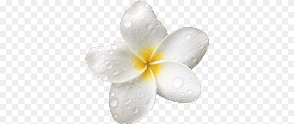 Maui Frangipani, Flower, Petal, Plant, Anemone Free Transparent Png