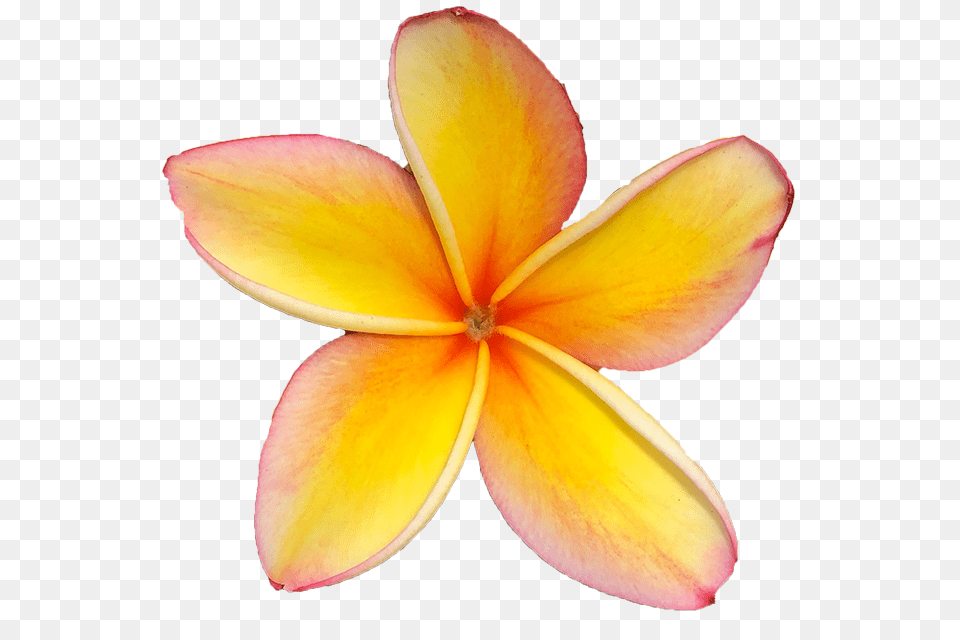 Maui Plumeria Gardens, Dahlia, Flower, Petal, Plant Png