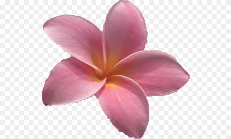 Maui Plumeria Gardens Frangipani, Flower, Petal, Plant Free Png Download