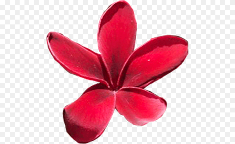 Maui Plumeria Gardens Red Plumeria, Flower, Petal, Plant, Maroon Free Png Download