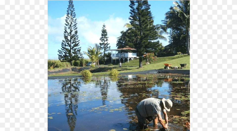 Maui Water Lily Farm, Adult, Tree, Pond, Plant Free Png Download
