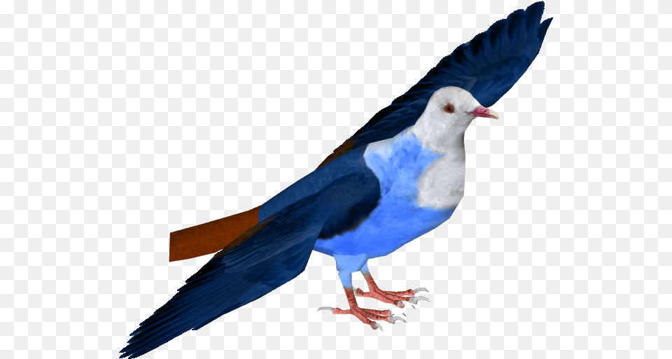 Mauritius Blue Pigeon, Animal, Bird, Jay Free Png