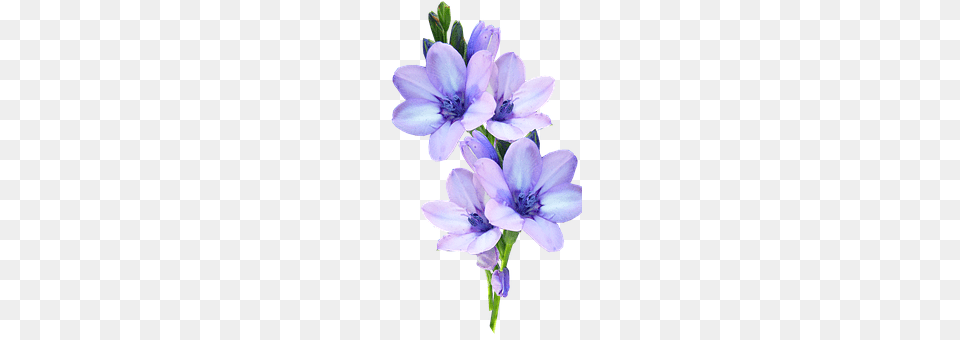 Mauve Flower, Geranium, Plant, Anther Free Transparent Png