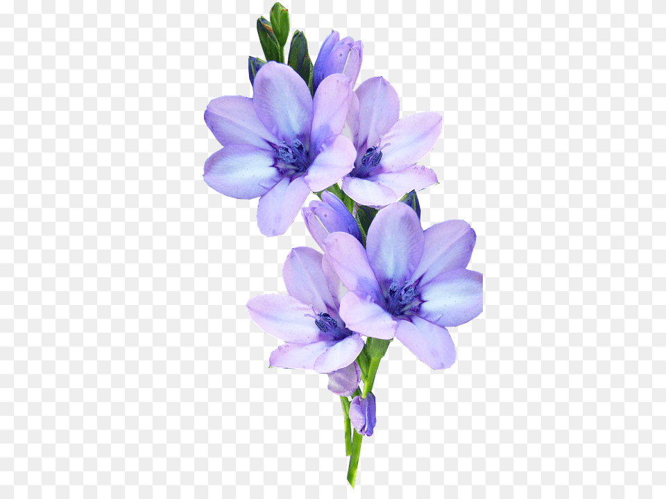 Mauve Flower, Geranium, Plant Png