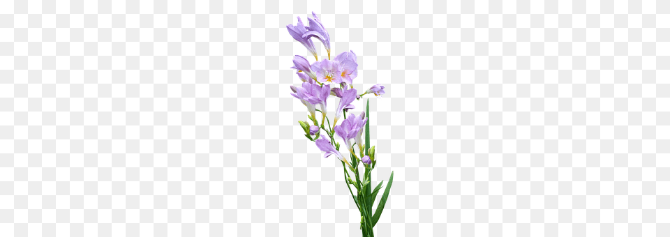 Mauve Flower Flower Arrangement, Flower Bouquet, Iris, Plant Free Png
