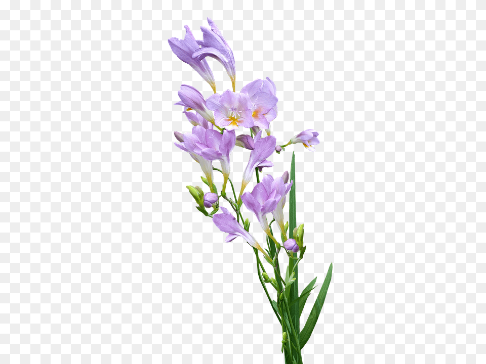 Mauve Flower Acanthaceae, Plant, Iris, Geranium Free Png Download