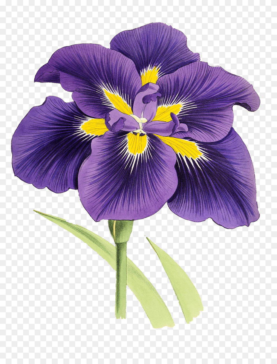 Mauve Lily Drawing, Flower, Iris, Plant, Petal Png Image