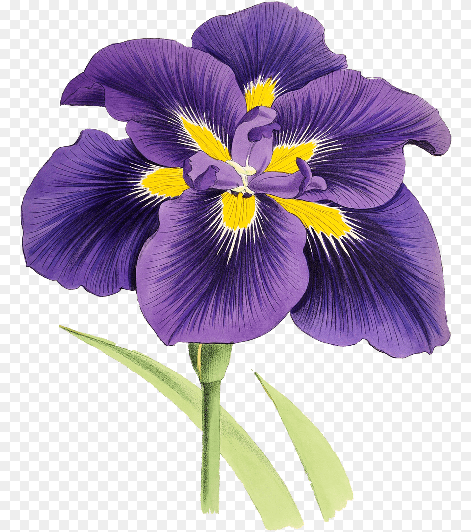 Mauve Lily Drawing Transparent Stickpng Lily Purple And Yellow, Flower, Iris, Plant, Petal Png Image
