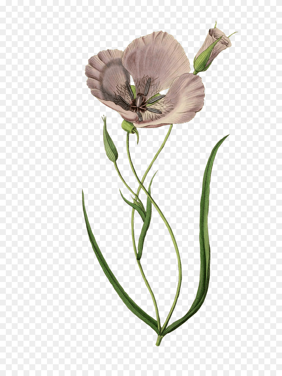 Mauve Poppy, Anther, Flower, Plant, Animal Free Png