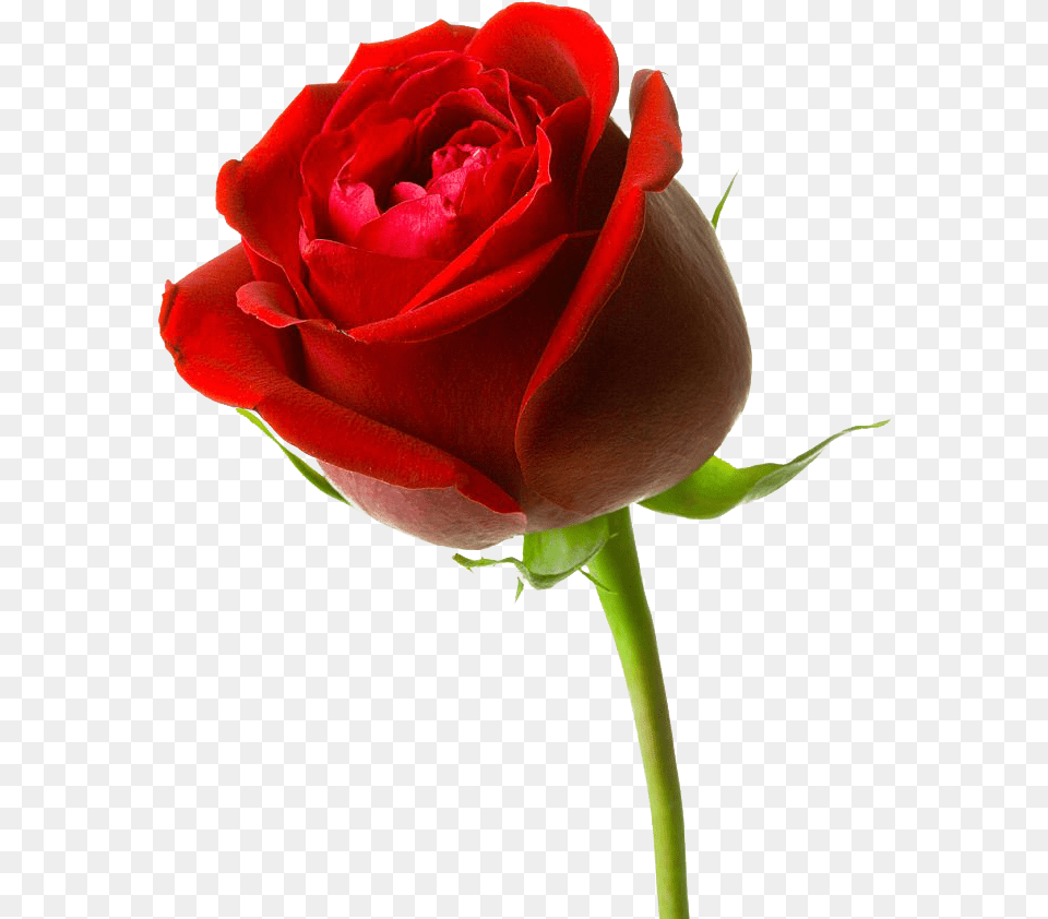 Mawar Merah Clipart Red Rose, Flower, Plant Png Image